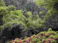 -南山植物园