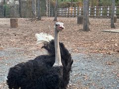 -清迈夜间动物园