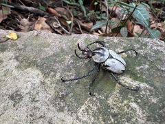 -杭州半山国家森林公园