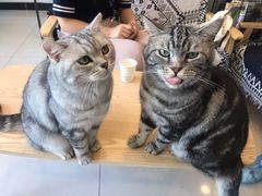 -平行世界·猫咖(首经贸店)