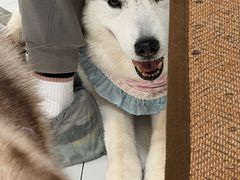 -星多哈·狗咖·拼豆·咖啡