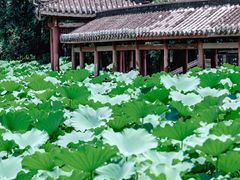 -龙头寺公园