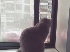 -喵的天空名猫咖啡馆·撸猫·猫舍·用品