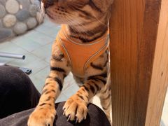 -喵屿·大理花园猫咖