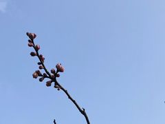 景点-上海海湾国家森林公园