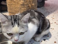 -毛绒耶耶撸宠馆·猫咖·狗咖·荷兰猪咖