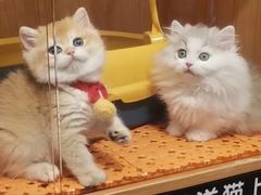 -欣宠猫屋·矮脚拿破仑·蓝金金渐层