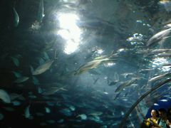-上海海洋水族馆-停车场