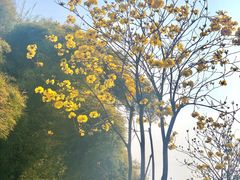 -南宁花花大世界景区