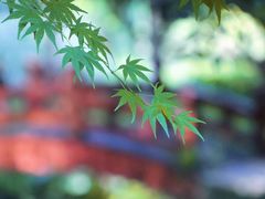 -中国茶叶博物馆(双峰馆区)