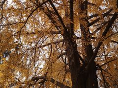 -四川大学(望江校区)