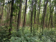 -上海共青森林公园