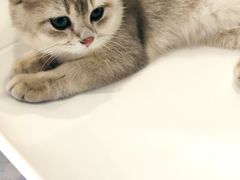 -飞行喵MR PILOT|猫舍·猫咖(静安大融城店)