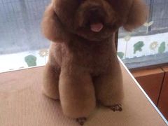 德玛西亚宠物会馆-猫狗日记·自助洗护·宠物寄养·售卖