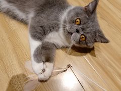 -啵啵喵·猫咖(攀华国际店)