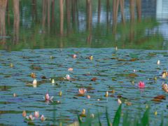 -白鹭湾湿地公园