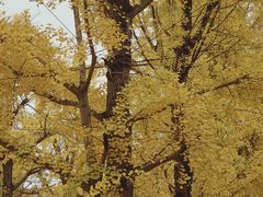 -百林公园-两江幸福广场