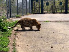 -大连森林动物园