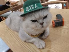-绒爪撸猫下午茶·猫咖