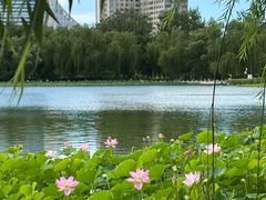 -莲花池公园