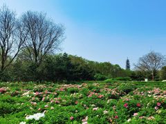 -洛阳市隋唐城遗址植物园