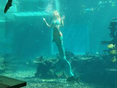 -海棠湾洲际-涛·海底餐厅·美人鱼·自助餐·海底隧道