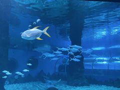 -北戴河圣蓝海洋公园