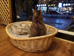 -猫友咖啡店(玉林西路店)