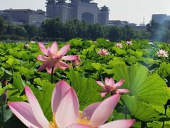 -莲花池公园