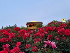 -桃花岛公园