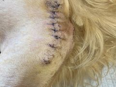 -宠爱国际动物医院· 猫科· 外科·中兽医(长白店)