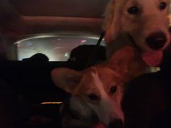 -派特宠物医院(圆融广场店)