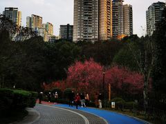 -龙头寺公园