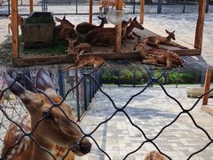 -长白岛森林公园