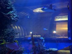 -迪拜帆船酒店海底餐厅