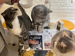 -平行世界·猫咖(首经贸店)