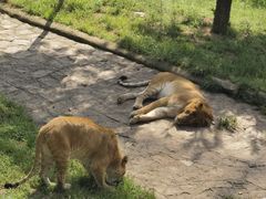 -西霞口神雕山野生动物世界