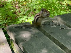 -五营红松林海景区
