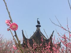 -香雪海