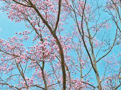 -杭州植物园