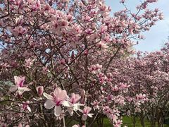 -华声天桥民俗文化园