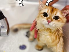 -BABIT巴比特宠物(MOMOPARK店)