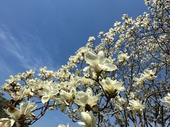 -上海鲜花港