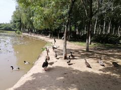 -西安浐灞国家湿地公园