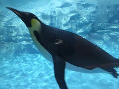 -帝企鹅自助餐厅•儿童岛•真企鹅(长隆企鹅酒店)