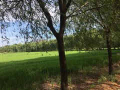 -长兴太湖图影湿地文化园