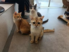 -飞行喵MR PILOT|猫舍·猫咖(静安大融城店)