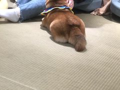 -逗柴咖啡屋·狗咖猫咖宠物桌游