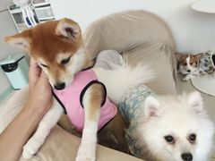 -怪兽屋·羊驼·猫咖·狗咖(俊华广场店)