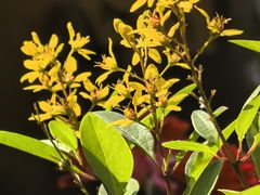 -天然居(伦教店)